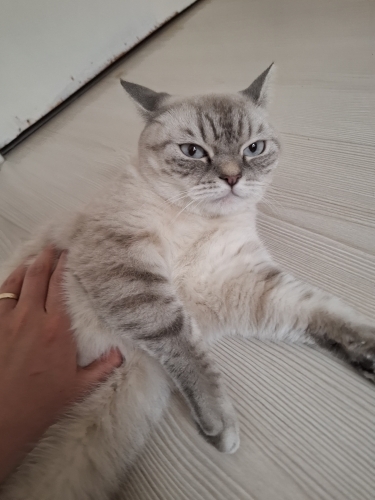 Acil yuva arıyoruz fotoğraf