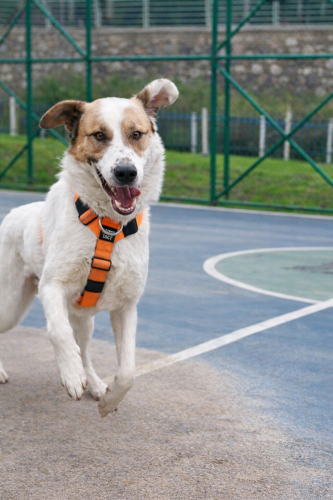 Dünyanın en uysal köpeği fotoğraf