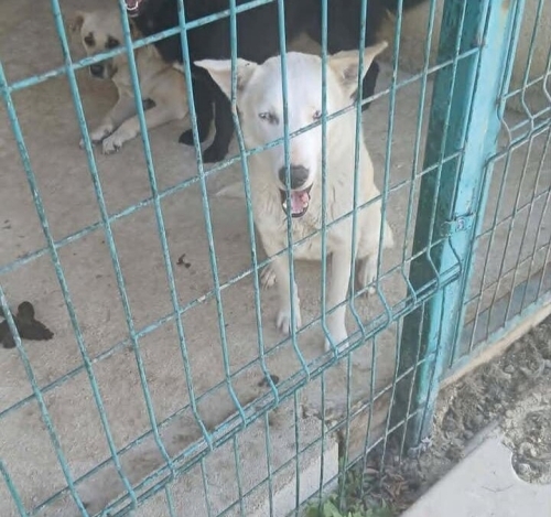 Mavi için yuva arıyorum fotoğraf