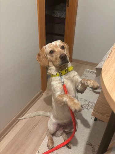Golden av kırması erkek kısır köpek fotoğraf