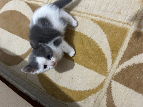Kedi sahiplendirme fotoğraf
