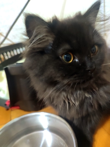 Yavru kedi açıp sahiplendirme fotoğraf