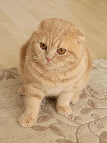 Erkek güzeli kedi fotoğraf