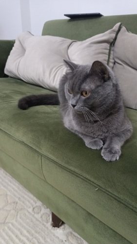 Toprak Kendini Sevdiren ve Okşatmayı Seven Sakin bir Kedi fotoğraf