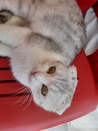 7-8 AYLIK SCOTTISH FOLD..!! fotoğraf