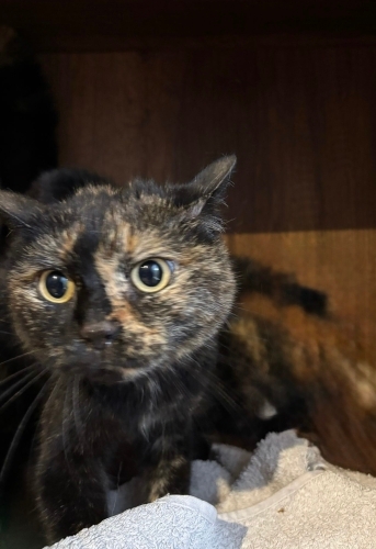 çok tatlı uysal bir kedi neredeyse hiç miyavlamaz uyumludur fotoğraf