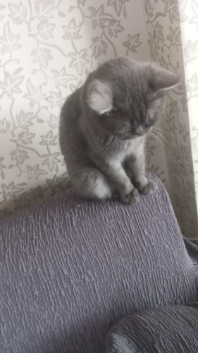 cana yakın Şükriye yeni sahibini arıyor fotoğraf