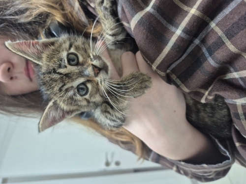 Yuva arayan yavru kedi. Dişi, 1,5-2 aylık. Kum kabını kullanıyor, parazitlere ka fotoğraf