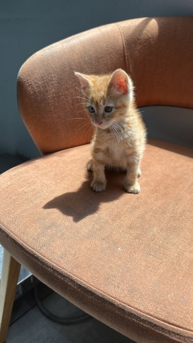 Çerez iç dış parazit yapıldı veteriner kontrolü yapıldı fotoğraf