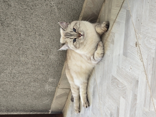 British shorthair Blue Point fotoğraf