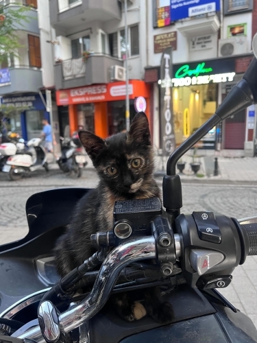 2 AYLIK TORTİŞEL KIZIMIZ ÖMÜRLÜK YUVA ARIYOR fotoğraf