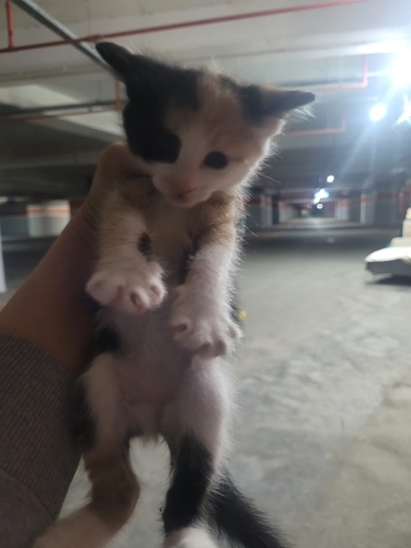 🐾 Kucak Delisi 3 Minik Bebek Yuva Arıyor. Birlikte veya ayri sahiplenilebilir.. fotoğraf