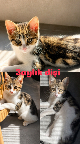 Bu şirin kız yeni sahibini arıyor. fotoğraf
