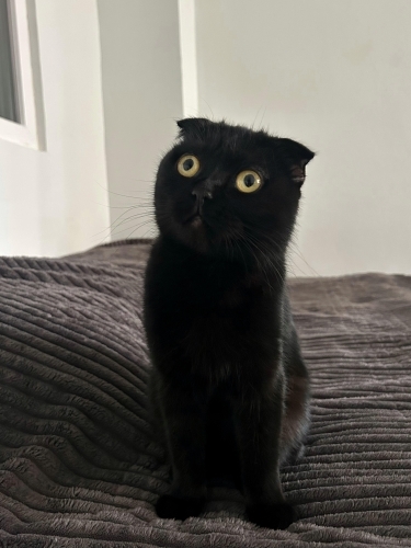 Siyah Panter Mia'yı Sahiplendiriyorum fotoğraf