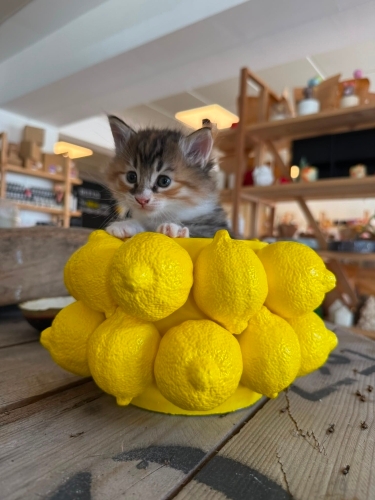 Misafirimiz Boncuğa yuva arıyoruz fotoğraf
