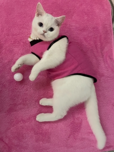 Miya uslu sevecen prenses bir kedi fotoğraf