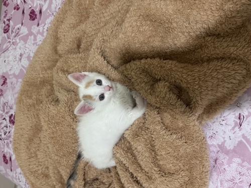 Sevimli oyuncu meleğimize ömürlük yuva aranıyor 😻🏠 fotoğraf