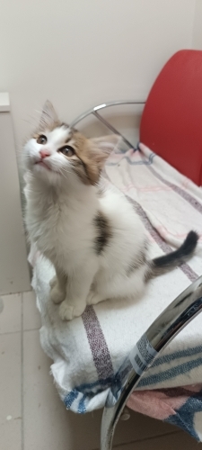 Cana yakın oyuncu fotoğraf