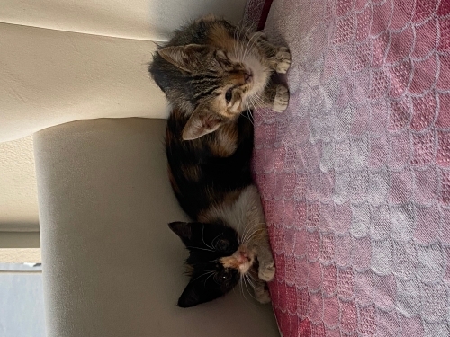 Lütfen kardeşlere yuva olun fotoğraf