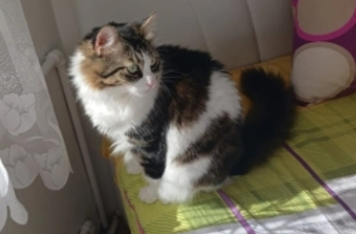 Pamuk ANKARA ACİİLLLL fotoğraf