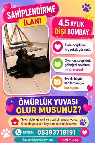 Acil Bombay ömürlük yuvasını arıyoruz fotoğraf
