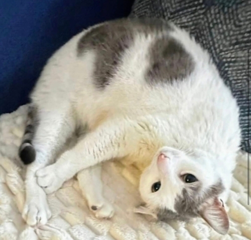 Pamuk yuva arıyor fotoğraf