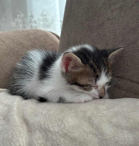 3-4 haftalık yavru kedi fotoğraf