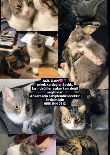 Kardeşler yuva arıyor fotoğraf