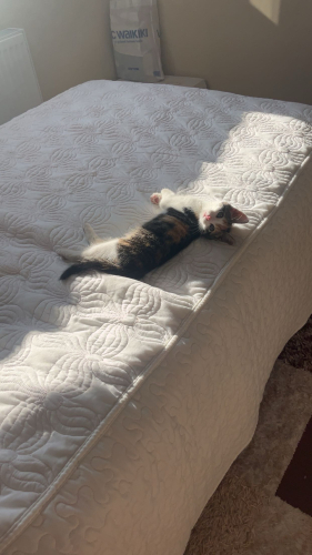 Çok sıcak kanlı aşırı sevecen ve oyun seven bir kedi fotoğraf