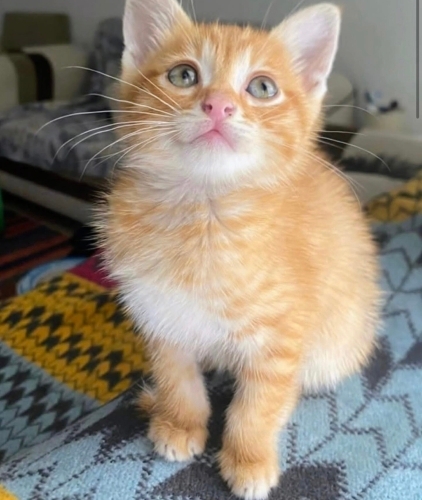 Limon yuva arıyor fotoğraf