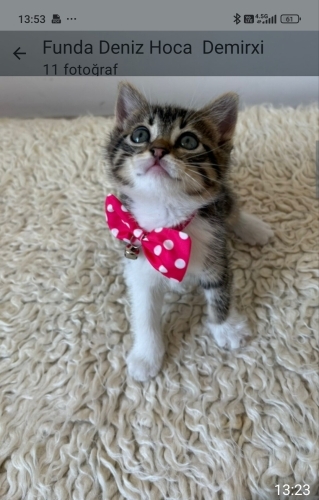 Ballı Lokma Tatlısı fotoğraf