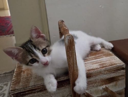 Oyuncu, enerjik, canayakın bir bebek fotoğraf