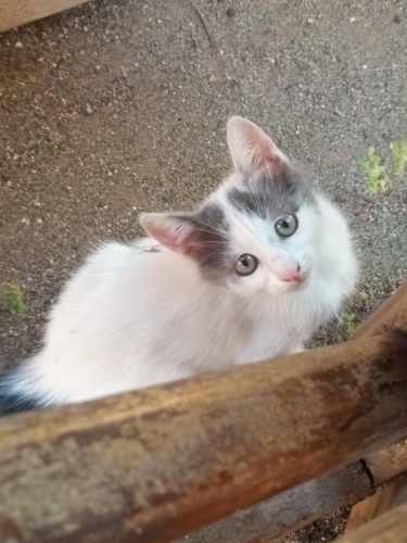 4 kardeşten tek kalan yavru 😔 fotoğraf