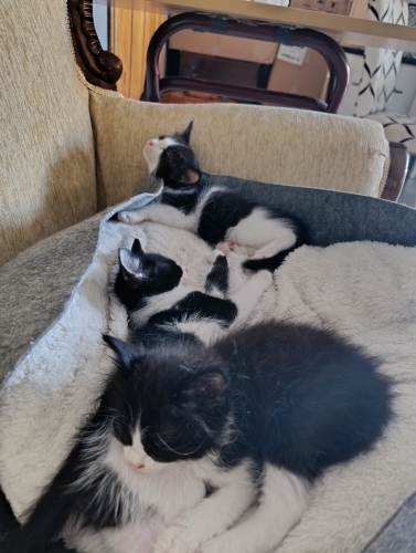 Minik yavru kediler fotoğraf