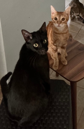 yuva arayan yavru kediler fotoğraf