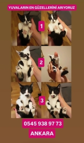 Dünya tatlısı üç bebişe yuva fotoğraf