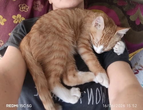 Çok sevecen, çok cana yakın, oyuncu , yakışıklı bir delikanlı ömürlük yuvasını b fotoğraf