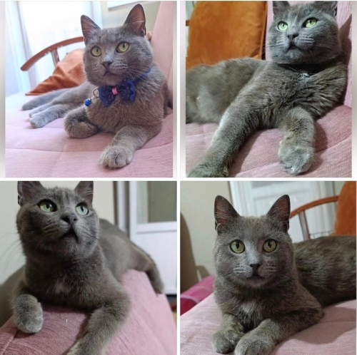 Zümrüt yuva arıyor fotoğraf