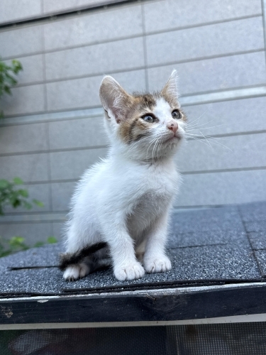 Minik nohuta kalıcı yuva arıyoruz fotoğraf
