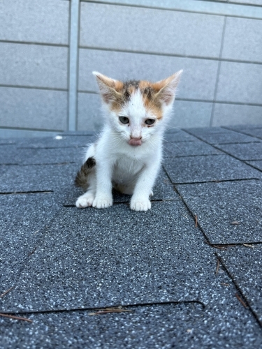 ürkek winnie'ye kalıcı yuvasını arıyoruz fotoğraf