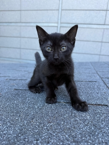 Karam'a kalıcı yuvasını arıyoruz fotoğraf