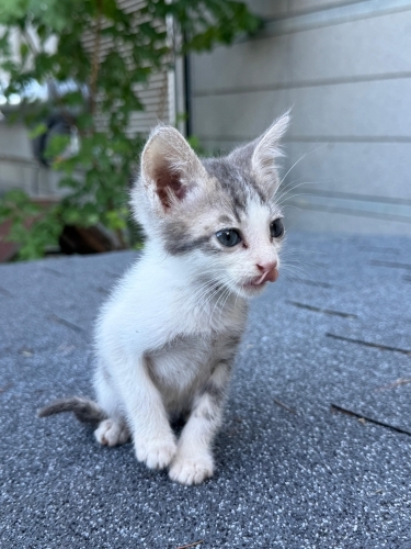 Çoraplı'ya kalıcı yuvasını arıyoruz fotoğraf