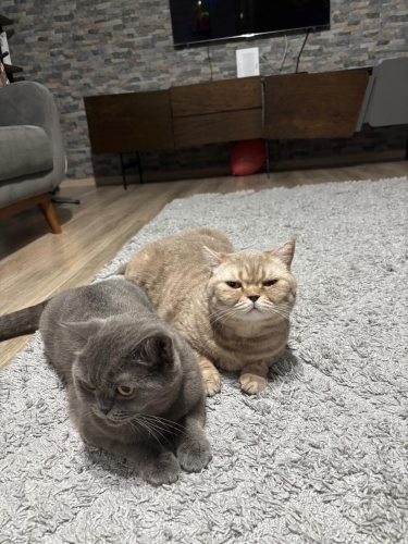 Duman tatlı kızımıza yuva arıyoruz fotoğraf