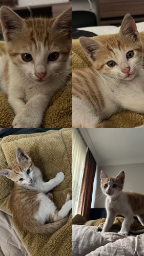 YAVRU KEDİ , ERKEK, AŞIRI SEVECEN VE OYUNCU fotoğraf