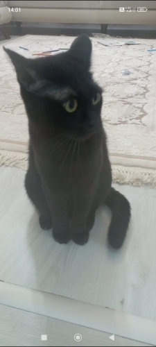 Sakin huylu oyuncu çok sevecen bir kedi fotoğraf