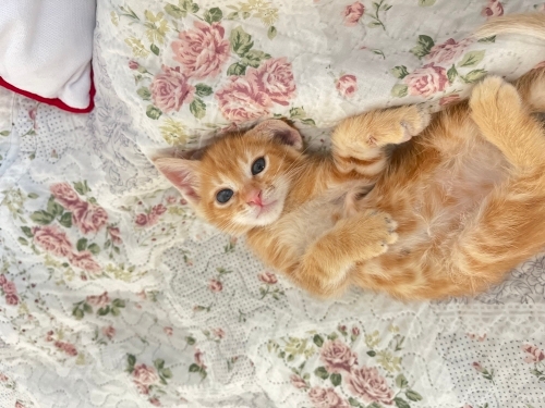 Sağlıklı sevimli ve oyuncu oma yuva olur musunuz? fotoğraf