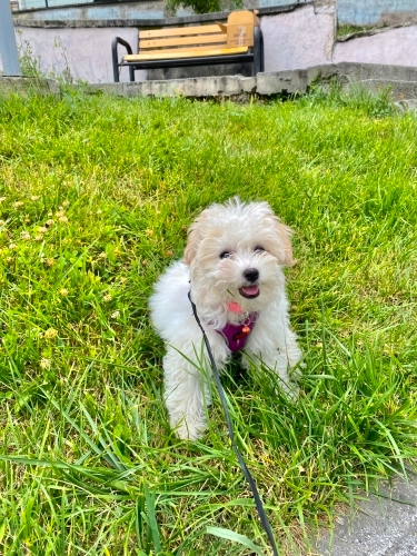 3 Aylık Maltese Terrier Yavrumuza Sevgi Dolu Bir Yuva Arıyoruz 🐾 fotoğraf