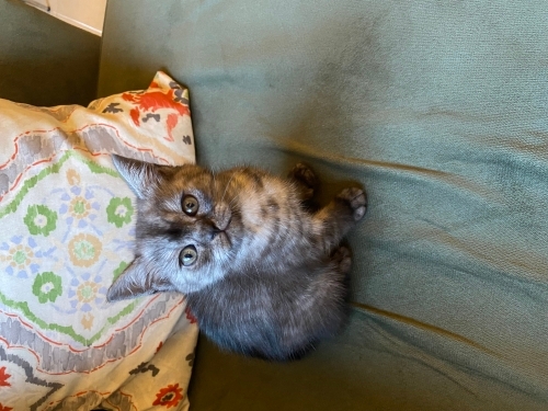 DAISY KALICI YUVASINI ARIYOR. fotoğraf