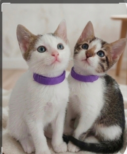 Minik patiler yuva arıyor(1 erkek, 1 dişi ) fotoğraf
