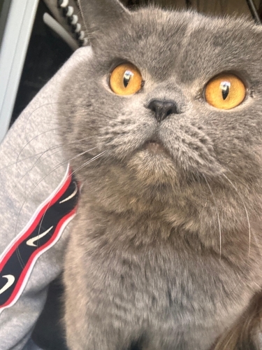 Taşınırken Terk Edilen Kehribar Gözlü Güzelliğe Acil Ömürlük Yuva Arıyoruz! fotoğraf